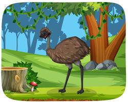 Un emu en el bosque vector