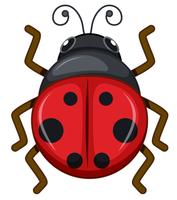 Ladybug on white background vector