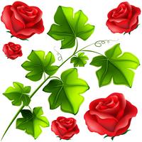 Green leaves and red roses vector