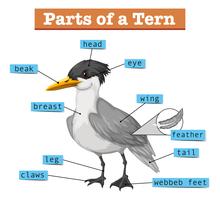 Diagram showing parts of tern vector