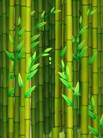 Fondo transparente con bambú verde vector