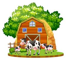 Cows live on the farmyard vector