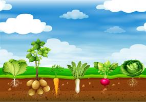 Fresh vegetables in the ground vector