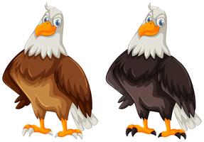 Two eagles with brown and black feather vector