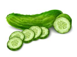 Cucumber isolated on white vector