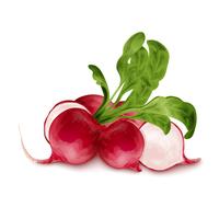 Fresh radish isolated vector