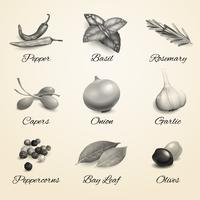 Herbs and spices set vector