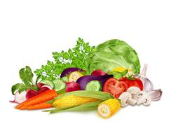 Fresh vegetables on white vector