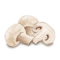 Champignon mushrooms isolated vector