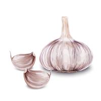 Fresh garlic isolated vector