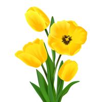 Ramo de flores de tulipán vector