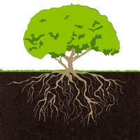 Tree roots sketch vector