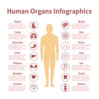 Conjunto de infografía humana vector