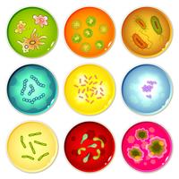 Petri dishes with bacterial colonies vector