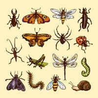 Conjunto de croquis de insectos vector