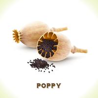 Poppy seed isolated on white vector