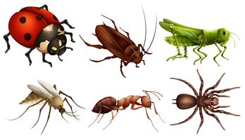 Different insects vector