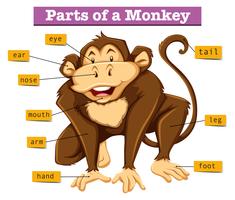 Diagram showing parts of monkey vector