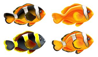 Cuatro peces de colores vector