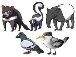 Flashcard of animals and birds with gray colour theme vector