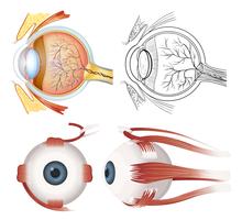 Anatomia del ojo vector
