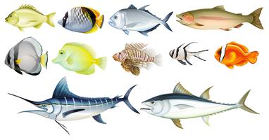 Different fishes vector