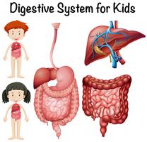 Digestive system for kids