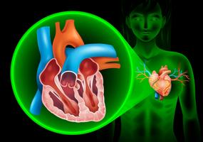 Diagrama de latidos del corazón en humanos vector