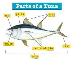 Diagram showing different parts of tuna vector