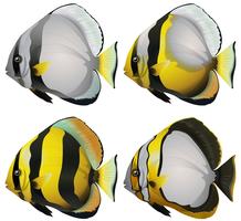 Cuatro peces vector