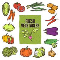 Vegetable Sketch Set vector