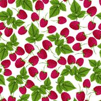 Raspberry seamless pattern vector