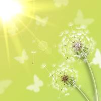 White dandelions with summer sun vector