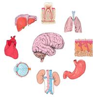 Human organs set vector