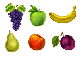 Collection of fresh organic fruits vector