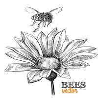 Flying honey bee and blossoming flower vector