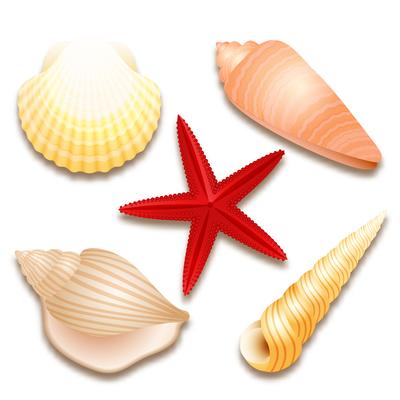 Sea Shells 111778 - Download Free Vectors, Clipart Graphics & Vector Art