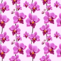 Orchid blossom seamless pattern vector