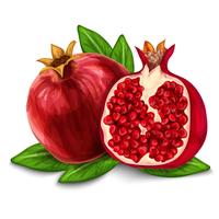 Pomegranate  isolated poster or emblem