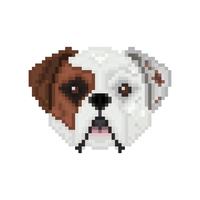 American bulldog, dog head in pixel art style. vector