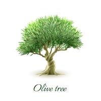 Single olive tree picture print vector