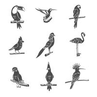 Conjunto de iconos de pájaro negro vector