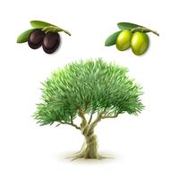 Conjunto de productos primarios de aceite de oliva. vector