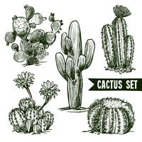 conjunto de dibujo de cactus vector