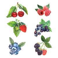 Watercolor Berry Set vector