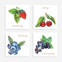 Berry Paper Cards vector