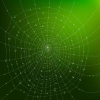 Spider Web With Drops vector