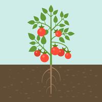 Plantas de tomate, vegetales con raíz en la textura del suelo, diseño plano. vector