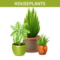 Realistic Houseplants Composition  vector