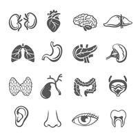 Human Organs Set vector